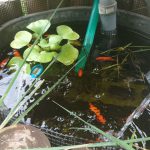右側の金魚水槽