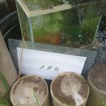 左側のメダカ水槽