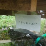 メダカ水槽に設置されたエビの水槽